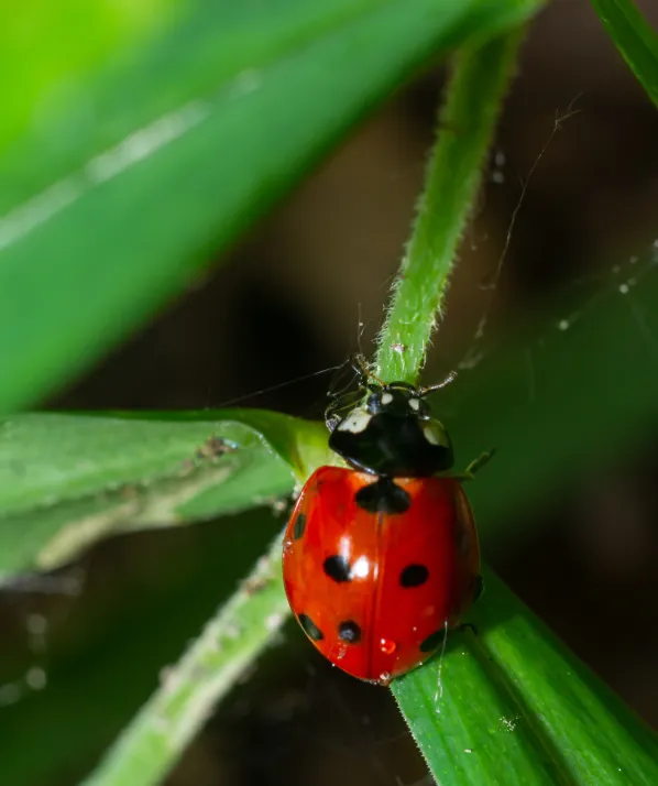 a ladybug on a leaf