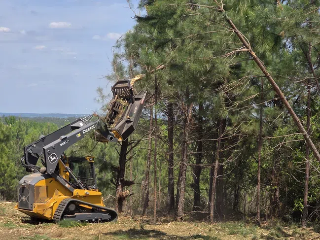 John Deere tracked skid steer loader clearing trees and branches in a dense pine forest under blue sky.