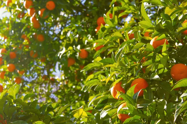 a tree with oranges