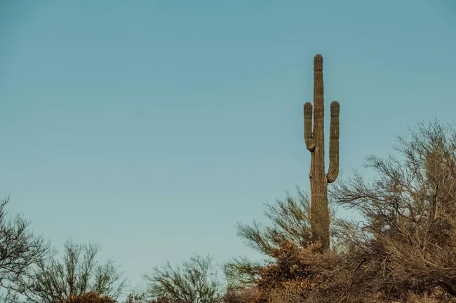 Tall saguaro cactus standing amid dry desert shrubs under clear blue sky