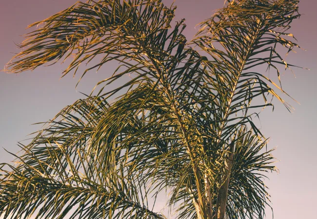 a close-up of a tree