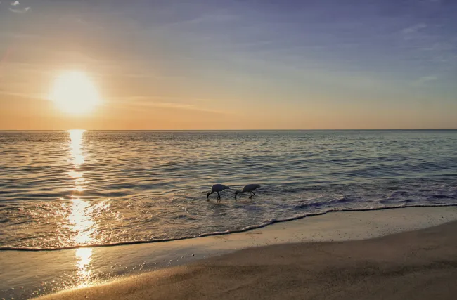 a group of dogs on a beach