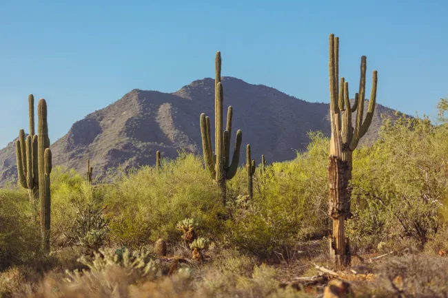 The Best SEO Agency for Scottsdale, AZ Businesses