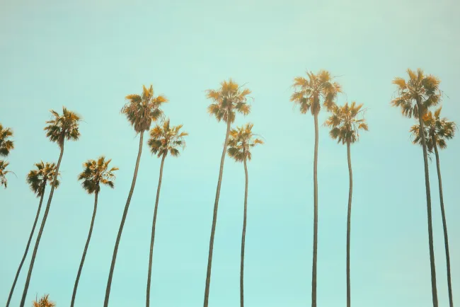 Lush palm trees against a clear blue sky, evoking a tropical vibe and sunny atmosphere.
