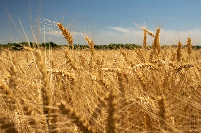 a field of wheat