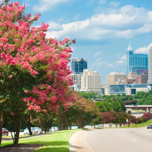 Vibrant pink flowers line a road with a city skyline in the background under a clear blue sky.
