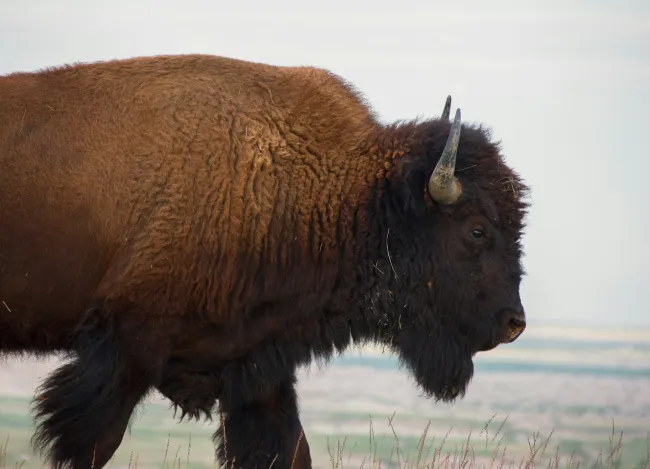 The Best SEO Agency for South Dakota Businesses