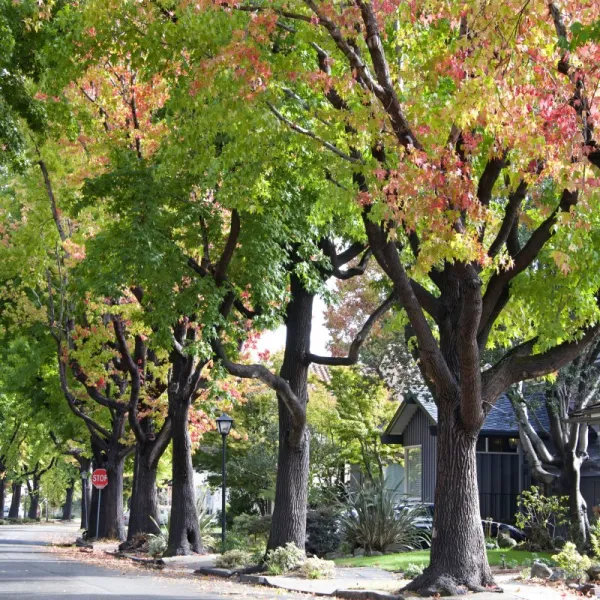 a road with houses along it