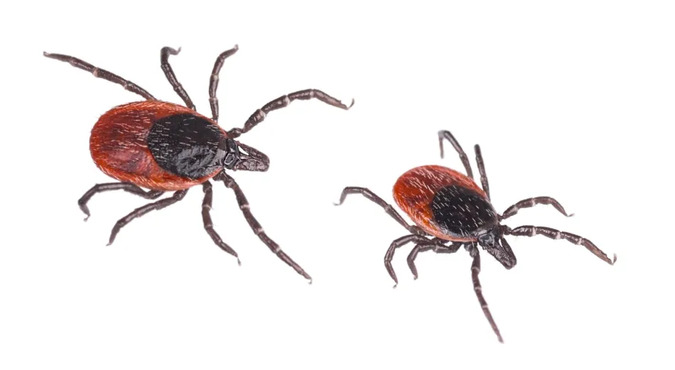 Deer Ticks