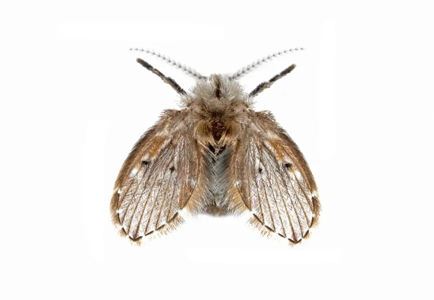 a insect on the ground