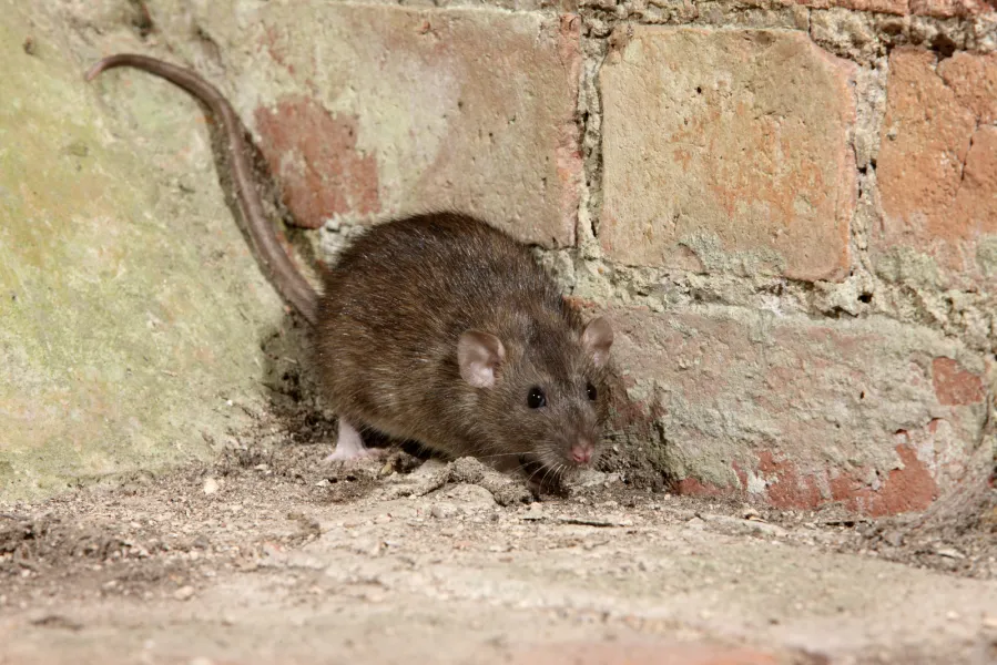 a rodent in a building