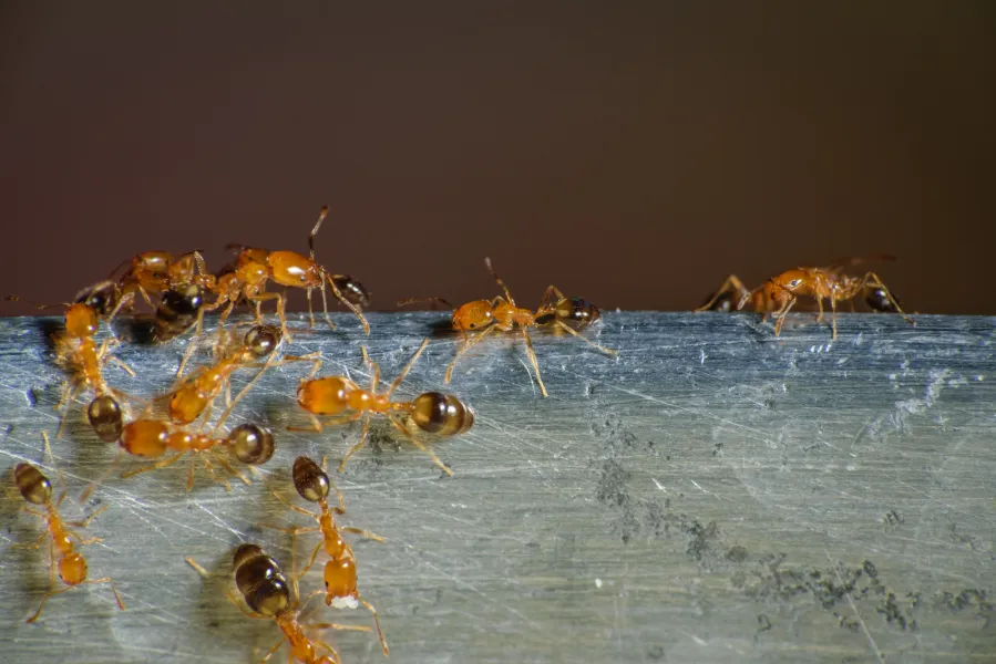 a insect on the ground
