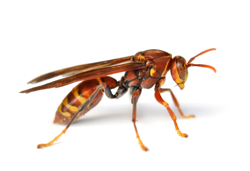 a insect on the ground