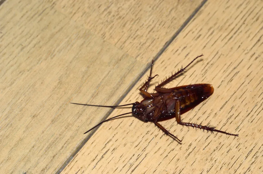 a insect on a wooden surface