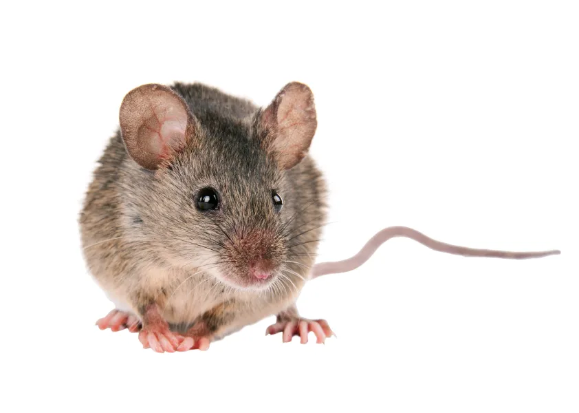a rodent looking at the camera