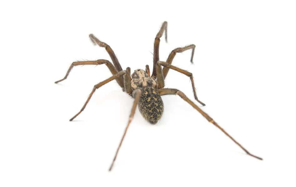 a close up of a spider
