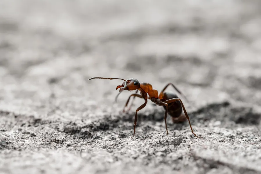 a insect on the ground