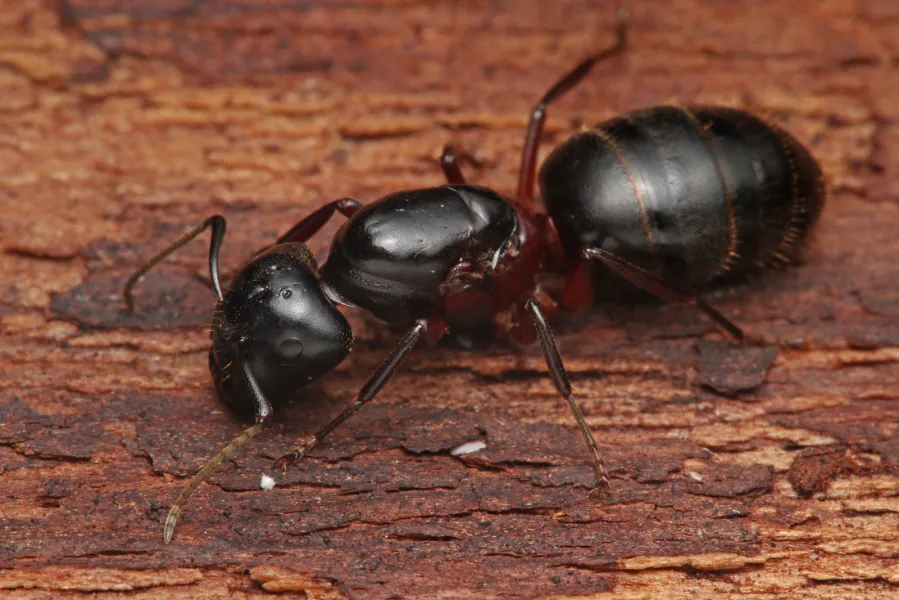 a insect on the ground