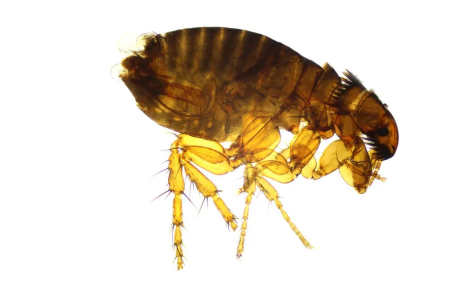 Cat Flea