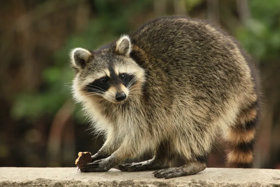 a raccoon with its mouth open