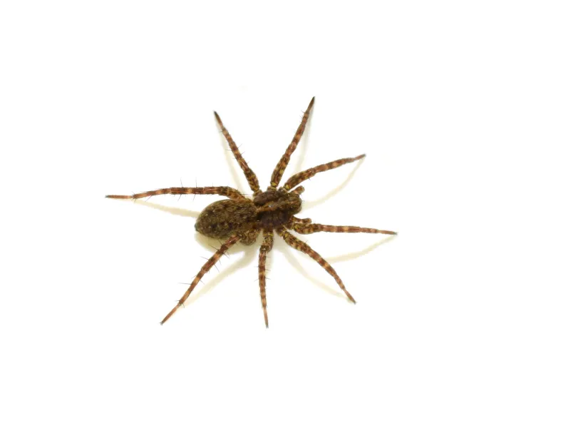 a close up of a spider