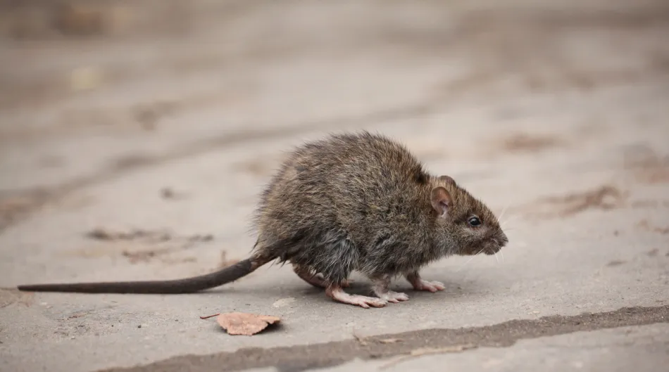 a rodent looking at the camera