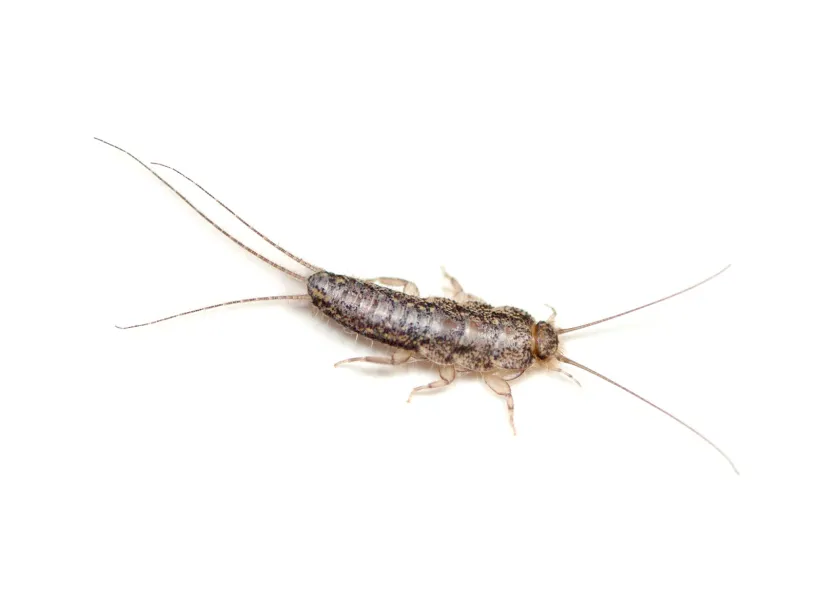 a close up of an animal