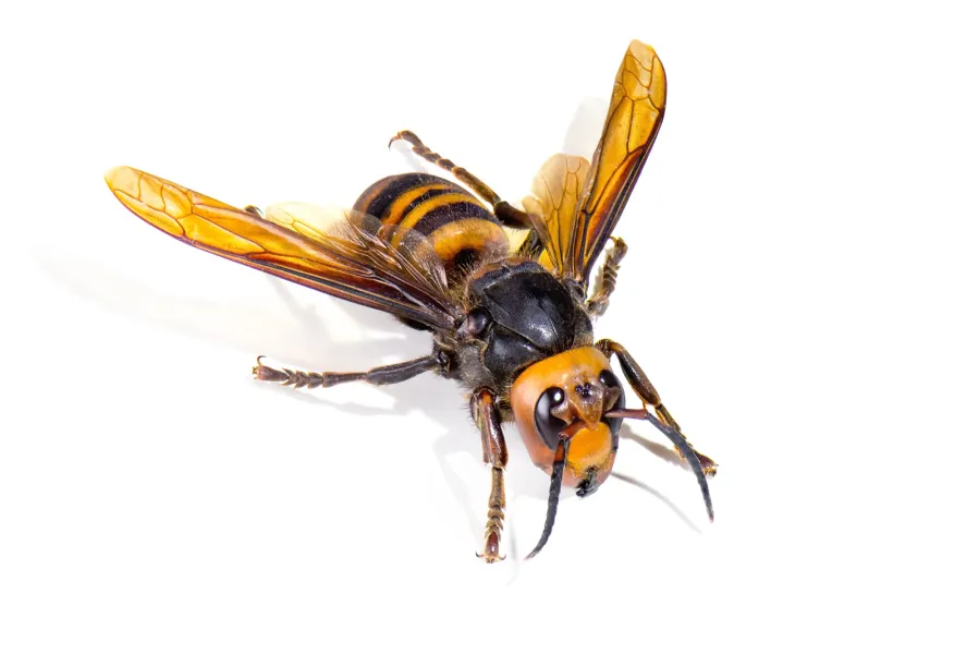 a insect on the ground