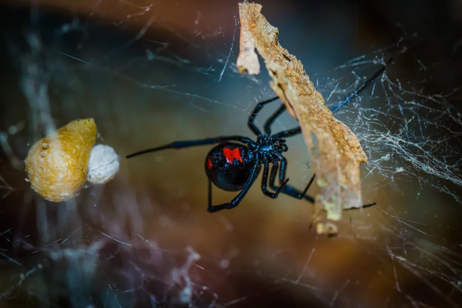 a close up of a spider