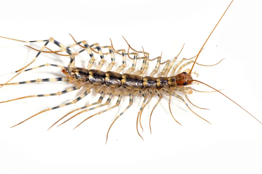 a close up of an animal