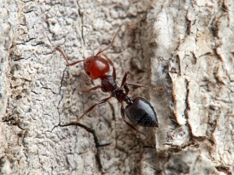 acrobat ant