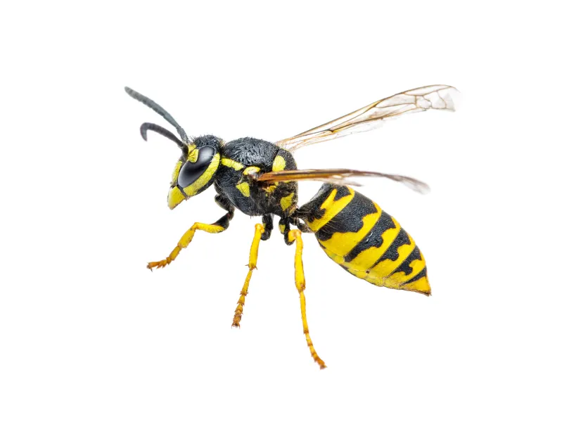 a insect on the ground