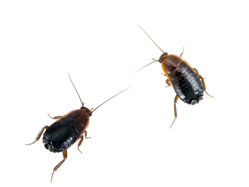 a insect on the ground
