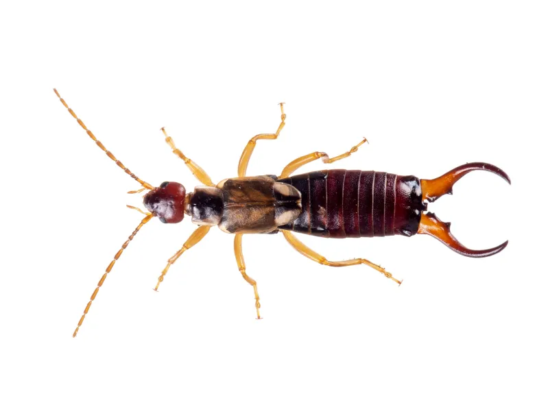 a insect on the ground
