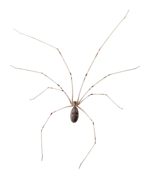 an image involving animal sitting small