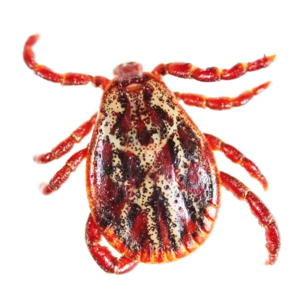 Gulf Coast Tick