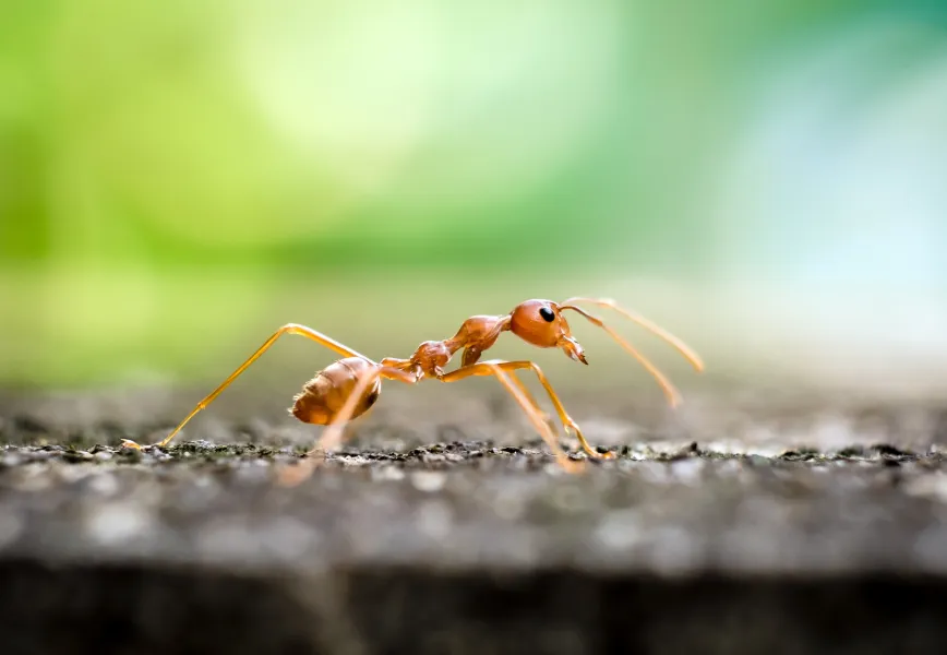 a insect on the ground