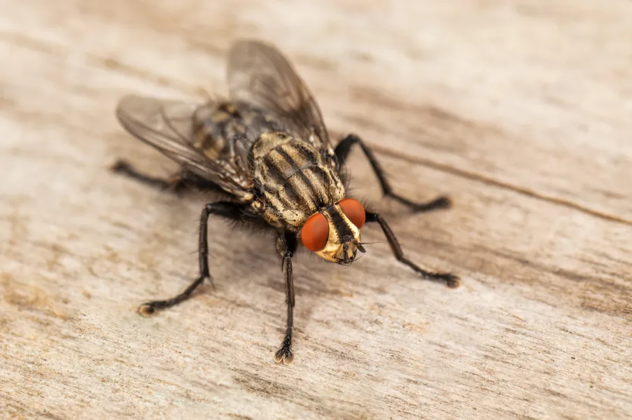 a insect on the ground