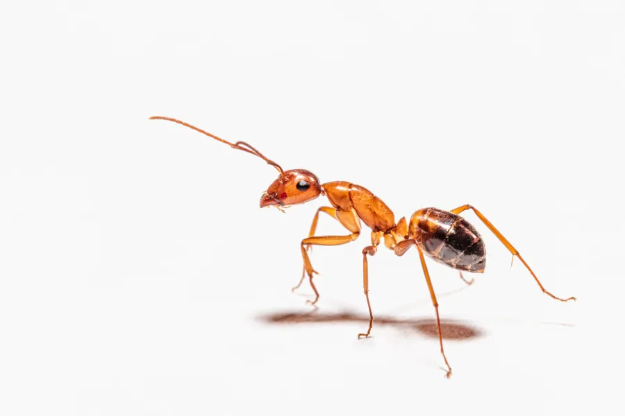 a insect on the ground