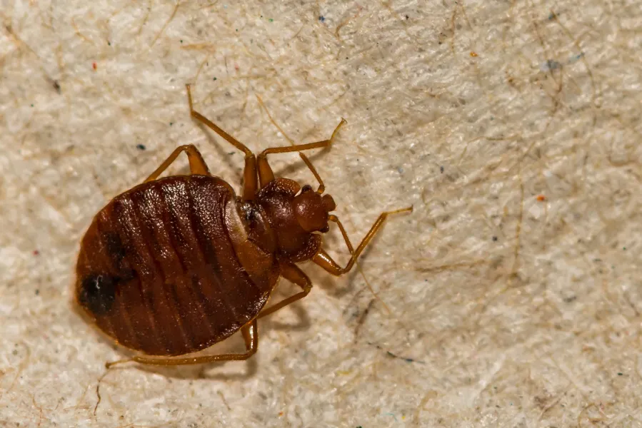 a insect on the ground