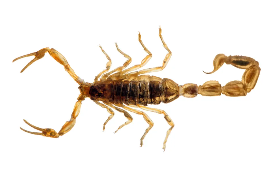 a close up of an animal