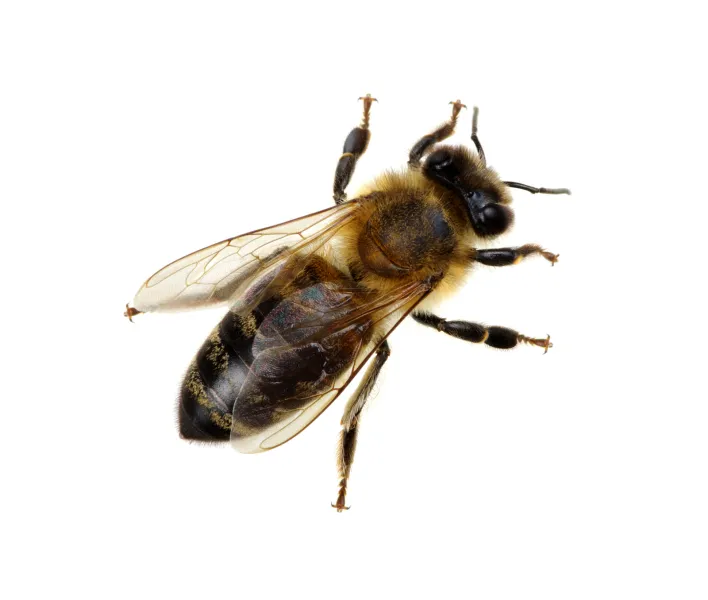 a insect on the ground