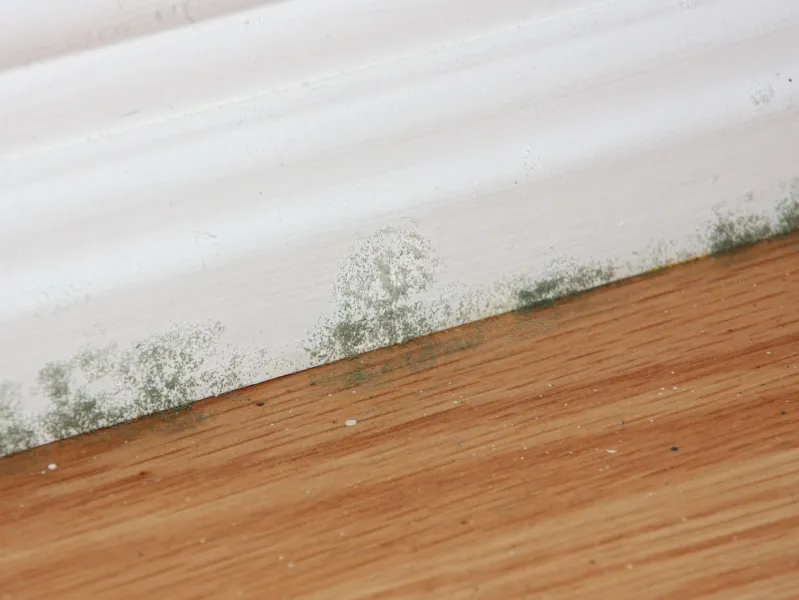 a wood surface with mold on it, mold test, mold detection, mold readings, harmful mold