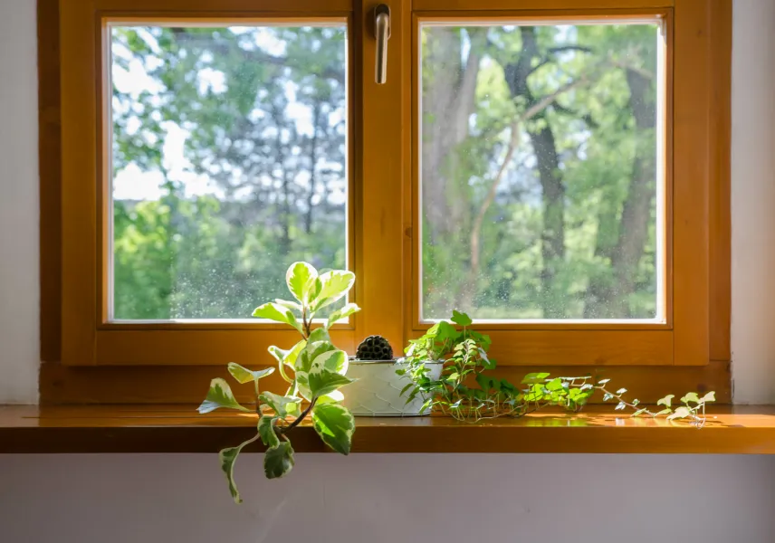 a window with plants in it