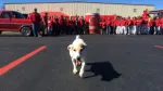 Small white dog walking on pavement with large group of people in red shirts standing by a building.