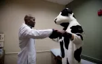 Doctor in white coat dancing and holding hands with a person in a black and white cow costume indoors.