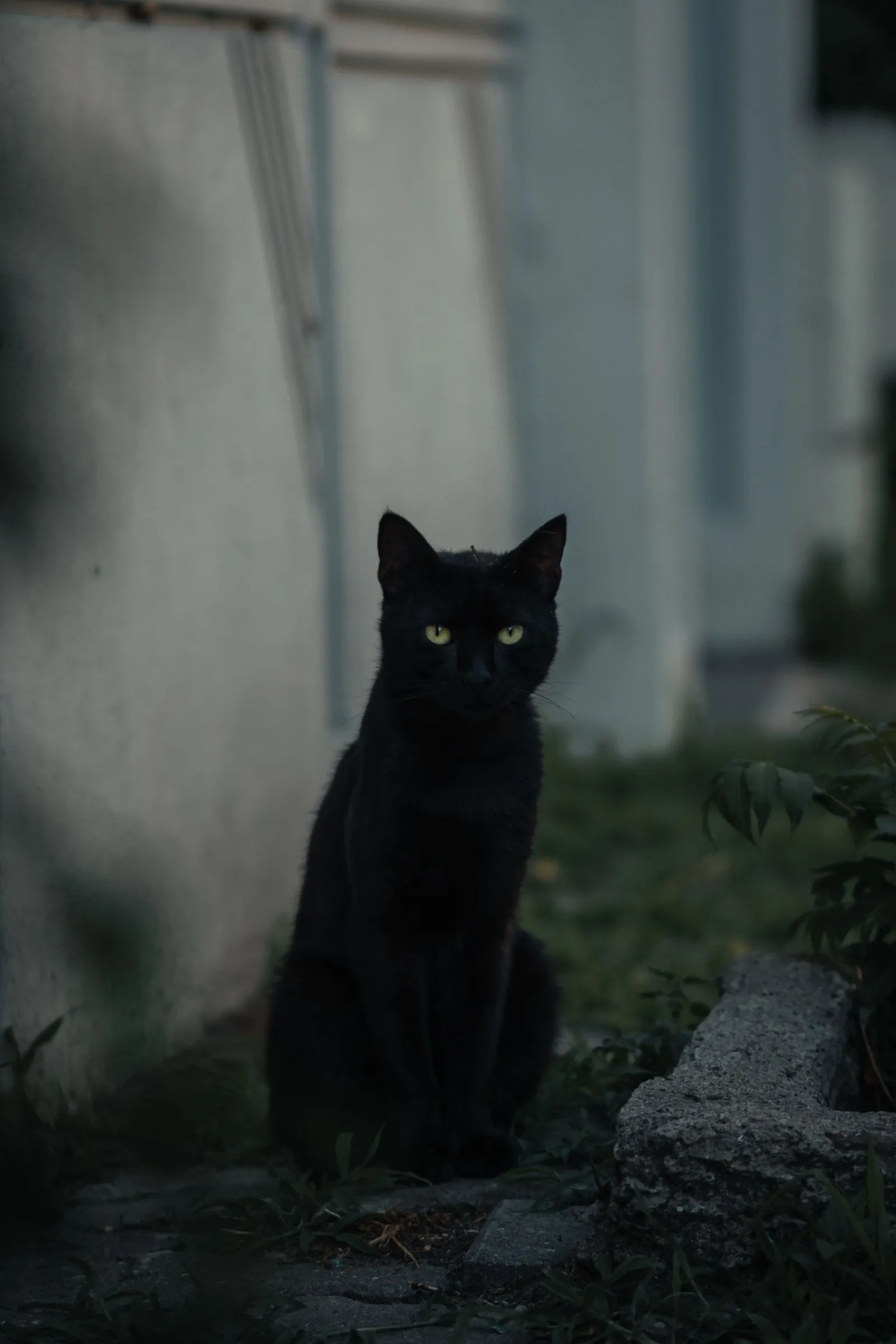 black cat in cemetery