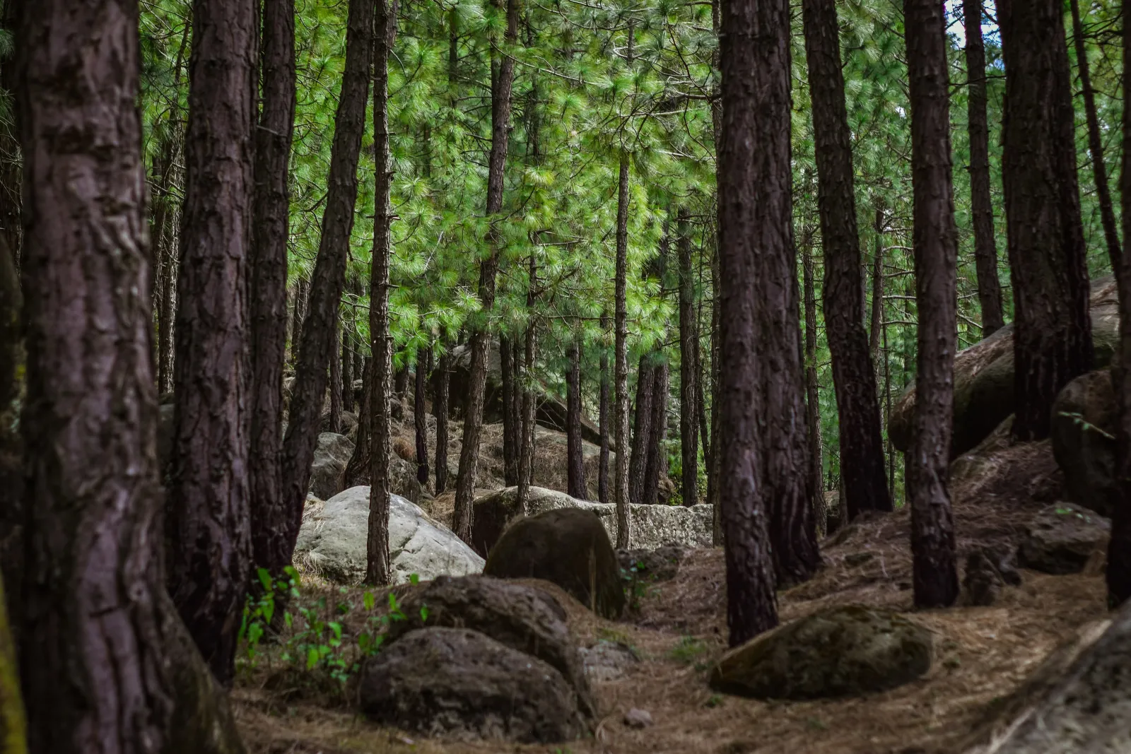 how-much-does-a-natural-burial-cost