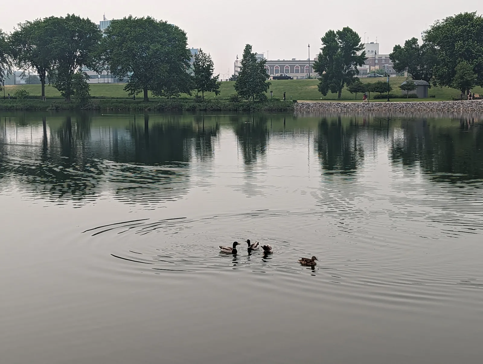 A group of ducks swimming on a calm lake with trees and buildings reflected in the water under a cloudy sky