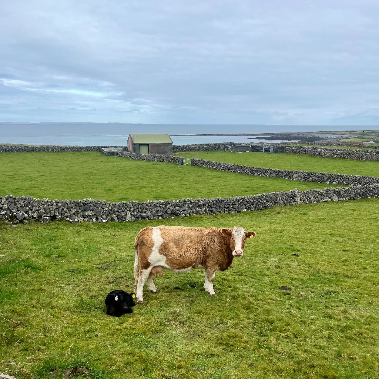 a cow and a dog in a field